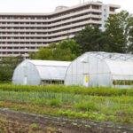 Agriculture Venture Takes Root in Toronto City