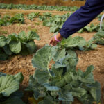 Halifax Area Farm's Mission