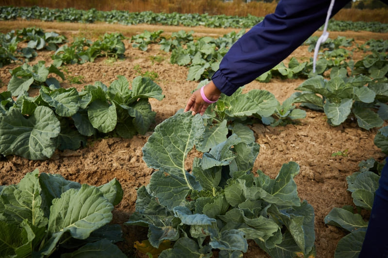 Halifax Area Farm's Mission