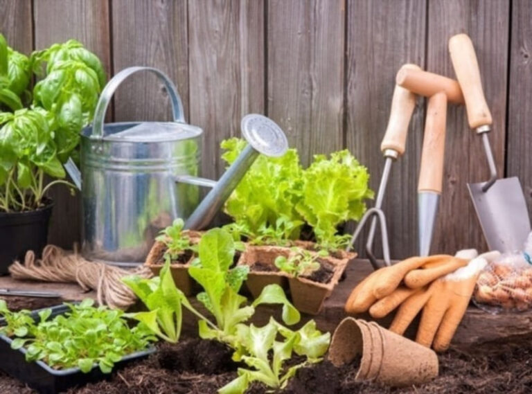 Ottawa’s Garden-to-Table Trend: Why Local Restaurants Are Cultivating Their Own Greens